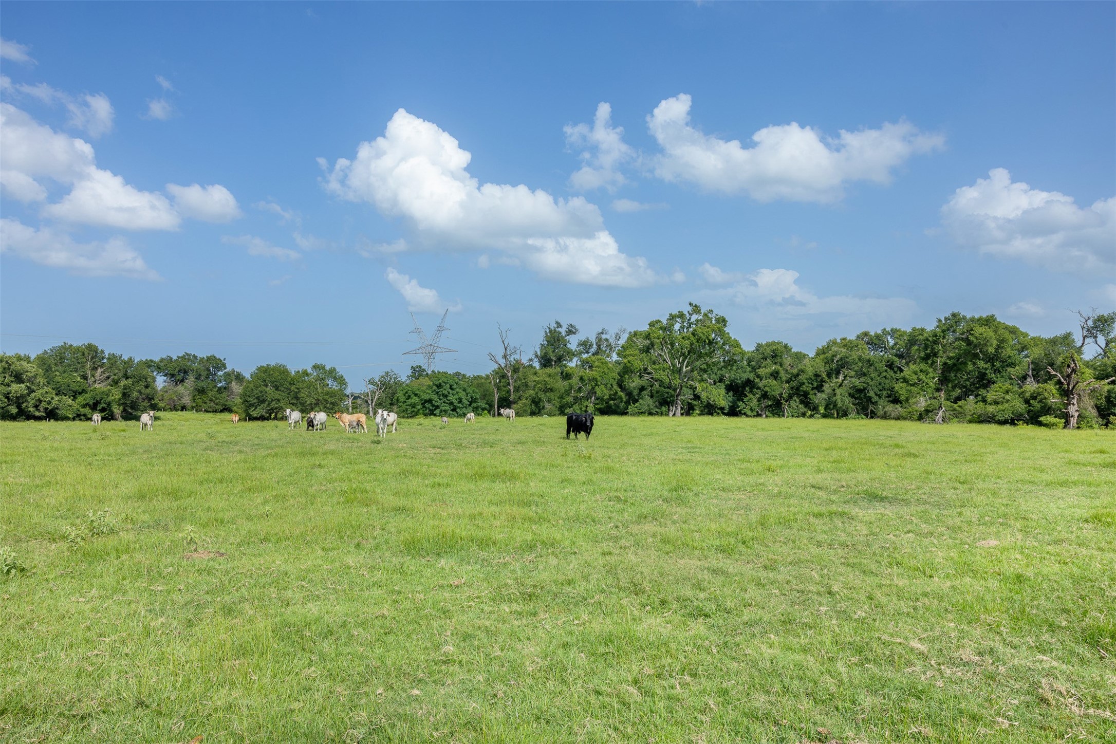 Tbd Red Rock Road Franklin, TX 77856 - Photo 14 of 19 a view of a big yard with lots of green space