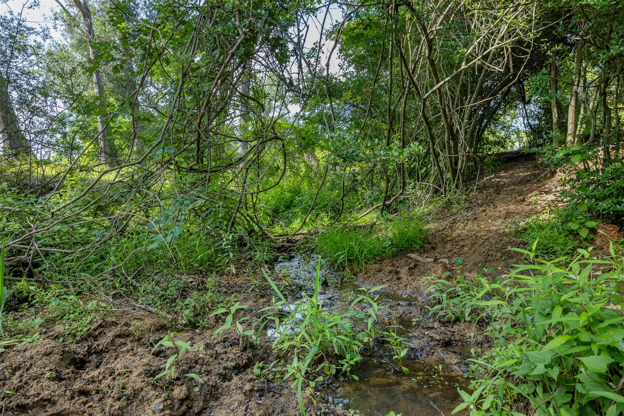 Tbd Red Rock Road Franklin, TX 77856 - Photo 16 of 19 a view of a forest with lots of trees