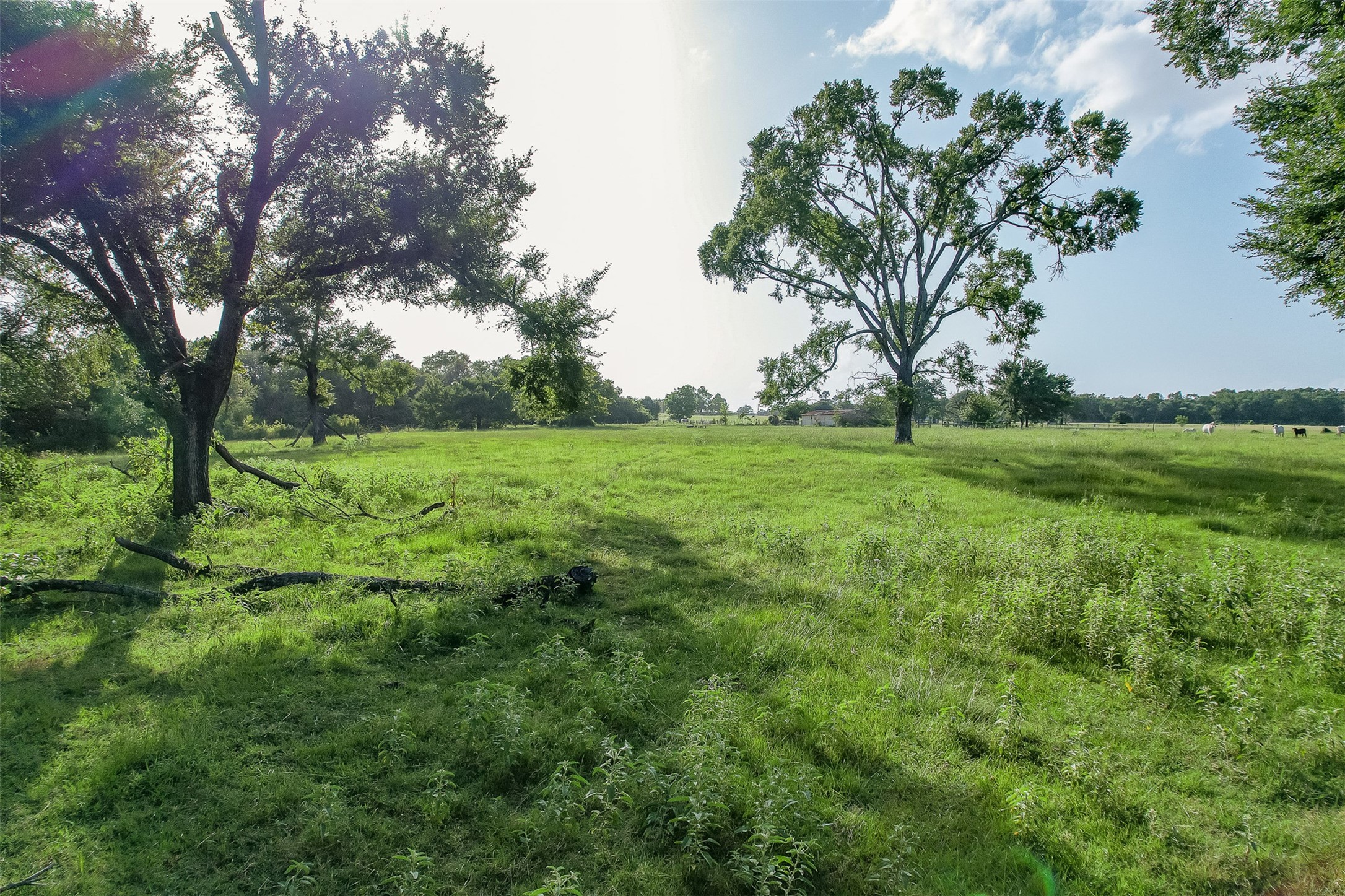 Tbd Red Rock Road Franklin, TX 77856 - Photo 7 of 19 a view of a lush green space