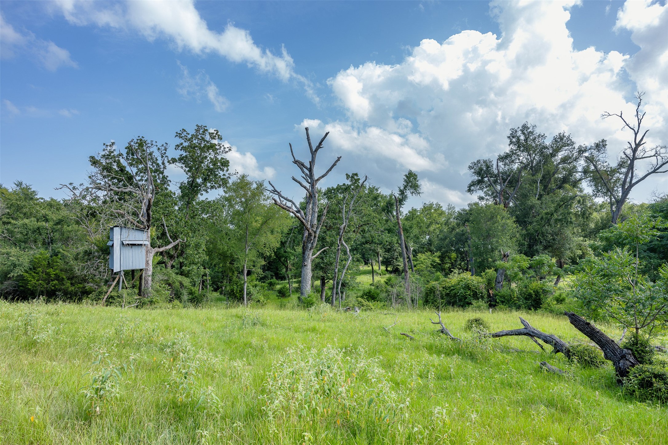 Tbd Red Rock Road Franklin, TX 77856 - Photo 8 of 19 a view of a garden