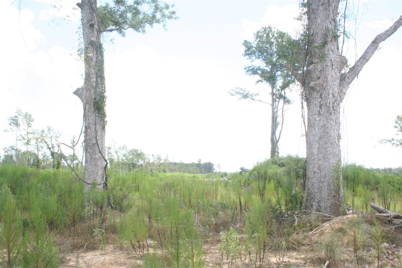 0 Pleasant Valley Road Decatur, MS 39327 - Photo 4 of 17 Photo 4