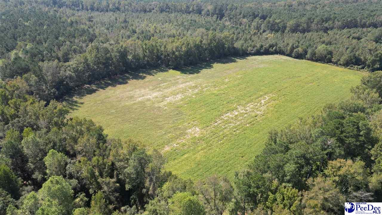 Lot D Dalcho Road Latta, SC 29565 - Photo 8 of 9 Gallery Image 8