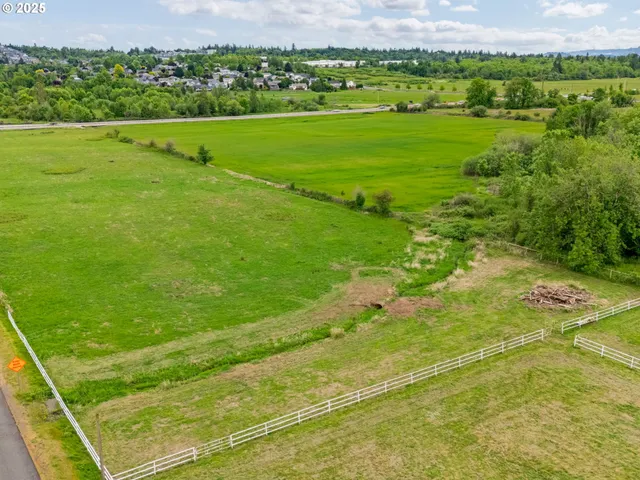 a view of a big yard with plants and large tree