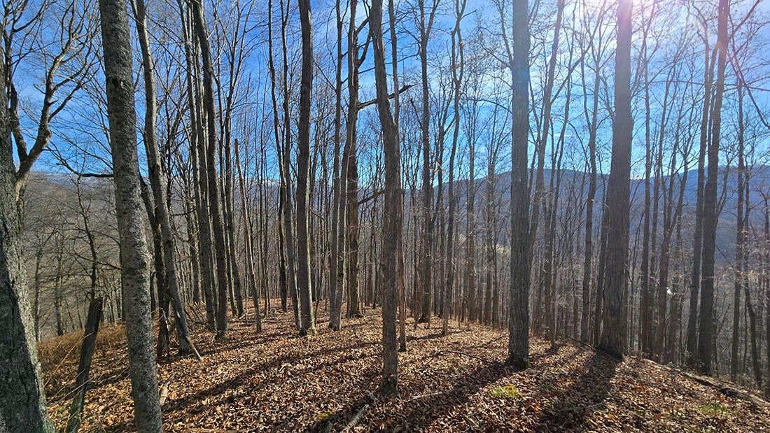 27 Acres Big Spring Slatyfork, WV 26291 - Photo 20 of 22 Higher elevation of the property