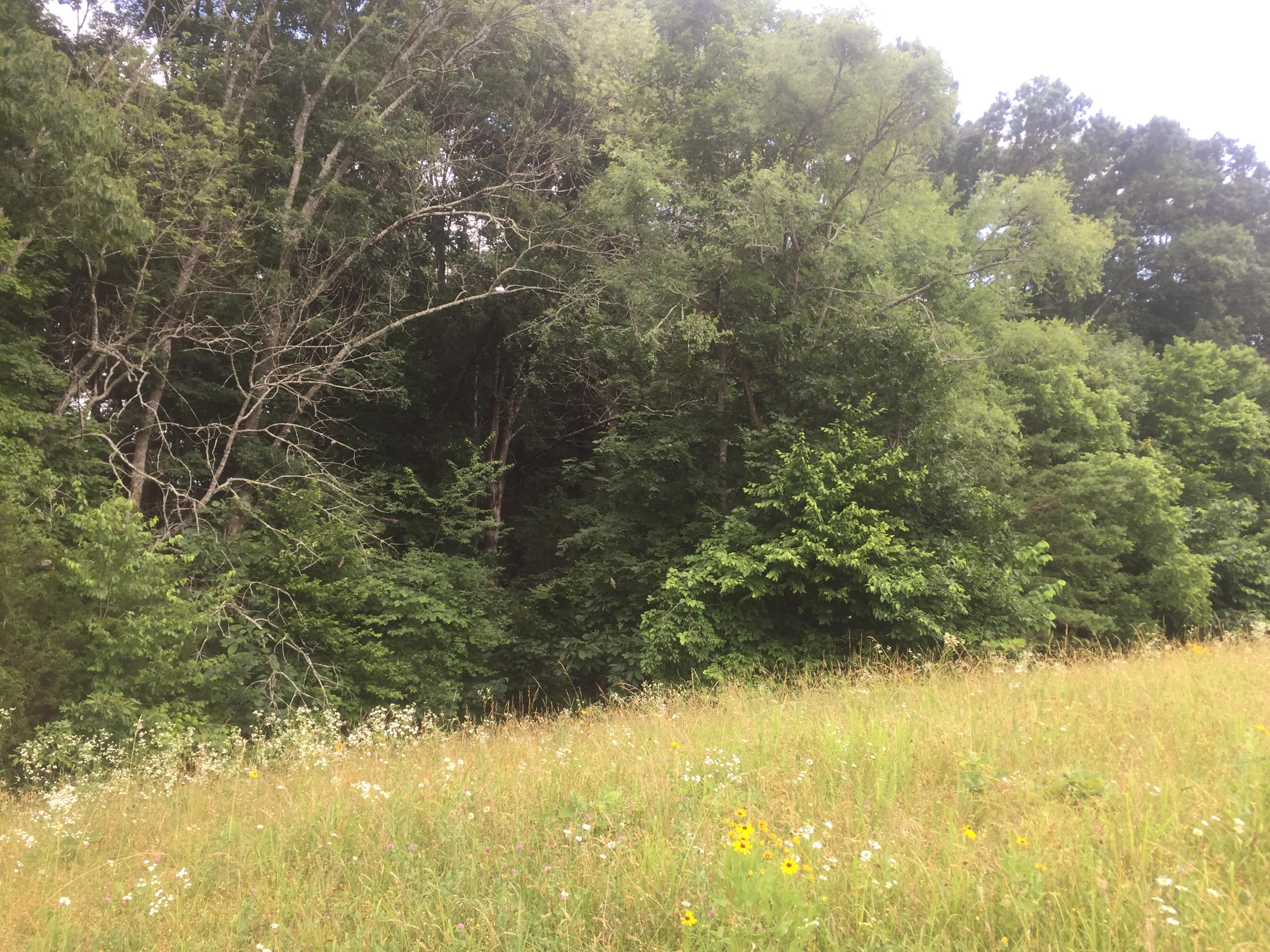 0 Raders Sidetrack Road Greeneville, TN 37743 - Photo 5 of 17 5