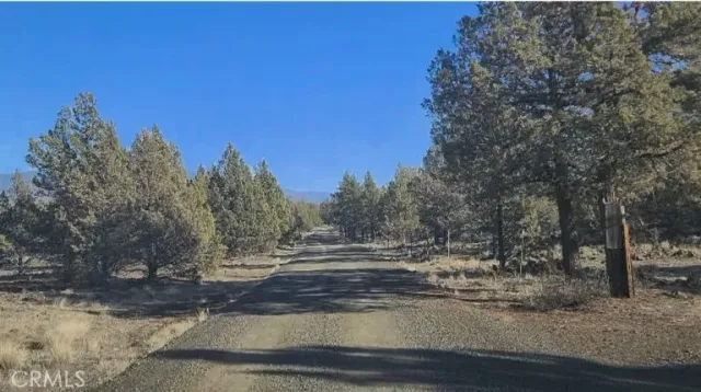 a view of a yard with trees