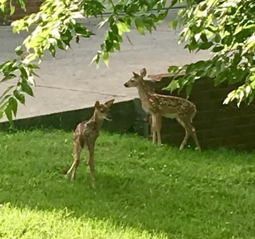 $643,900 | 508 Spinnaker Court, Smyrna, TN 37167