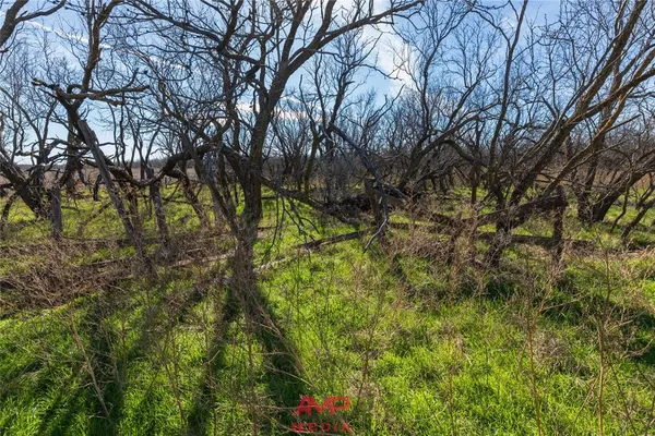 a view of a yard with plants and trees
