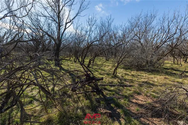a view of a yard with a tree