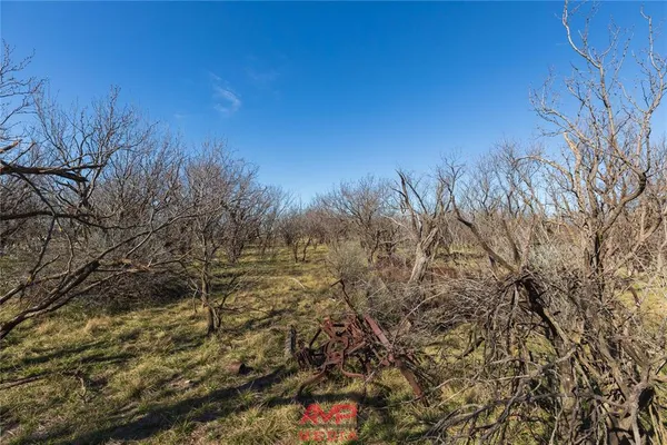 a view of a yard with plants and trees