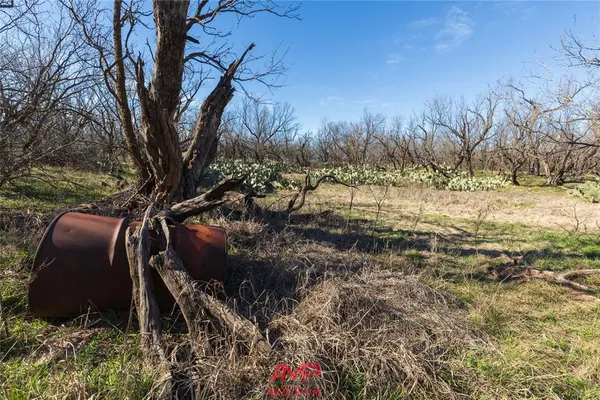 a view of a yard with trees