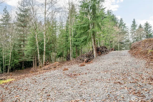 a view of a forest filled with trees