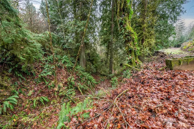 a view of a backyard with a trees