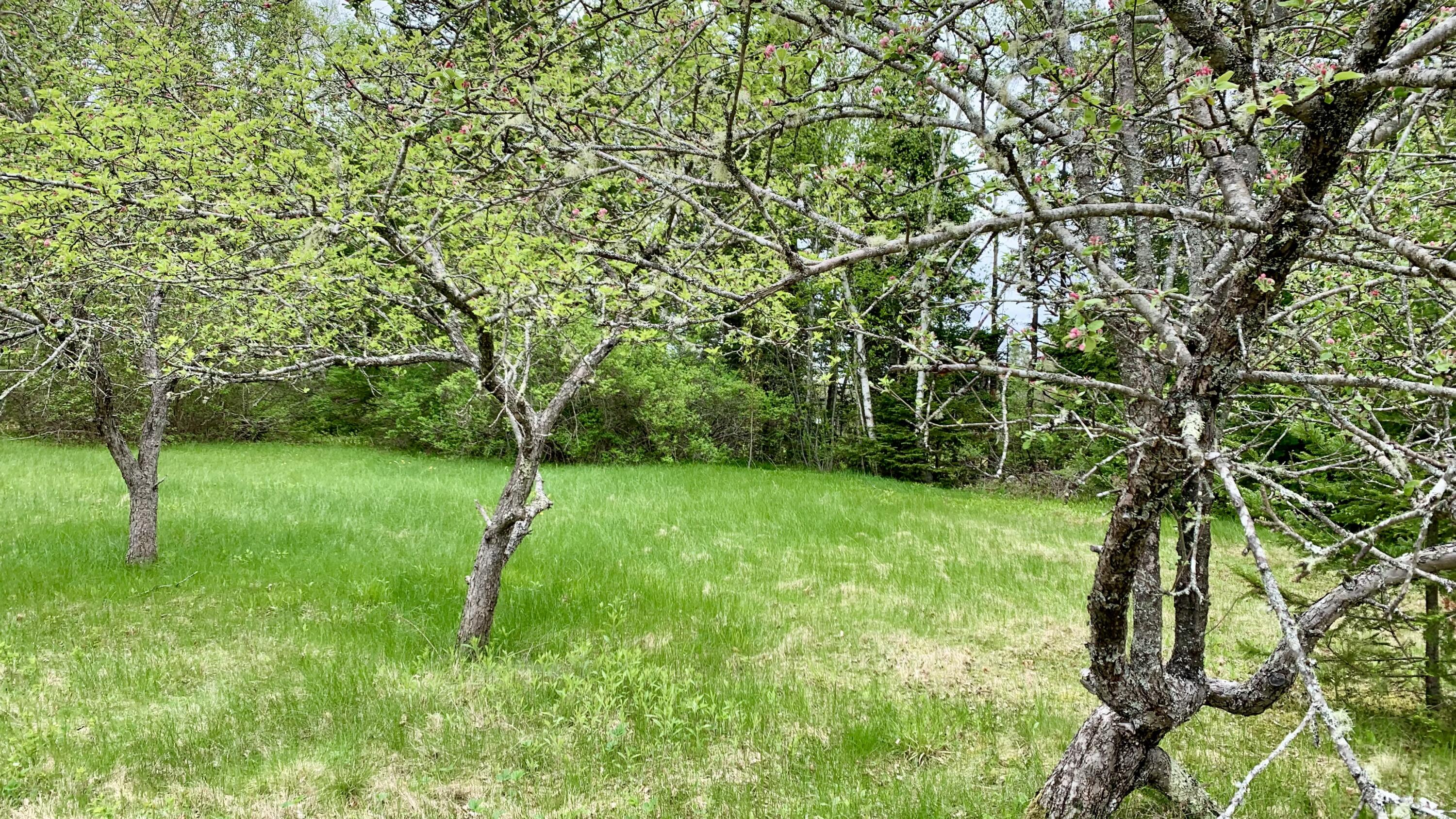 191 Route 191 Route Cathance Township, ME 04657 - Photo 6 of 93 IMG_8485