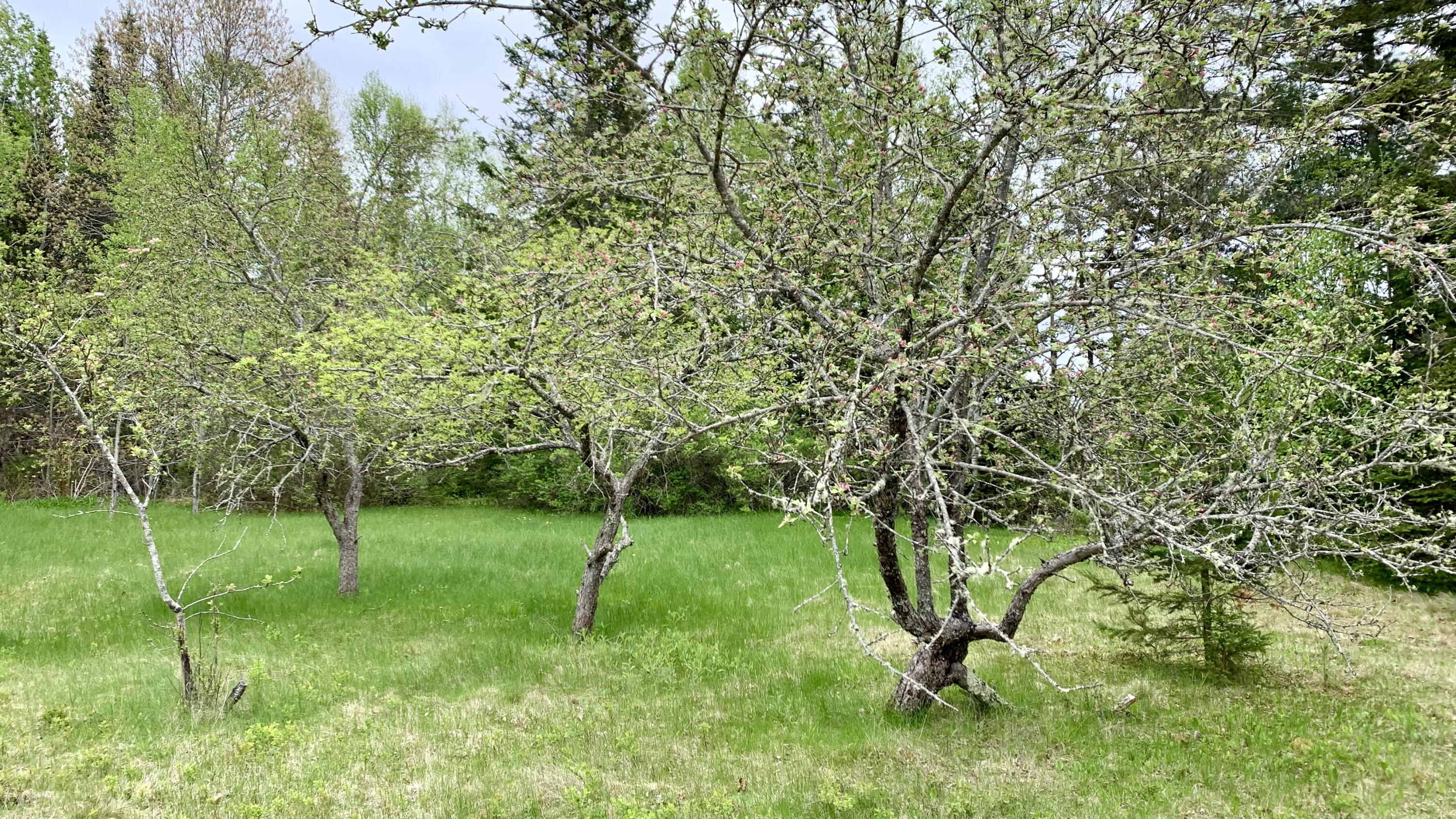 191 Route 191 Route Cathance Township, ME 04657 - Photo 81 of 93 IMG_8484