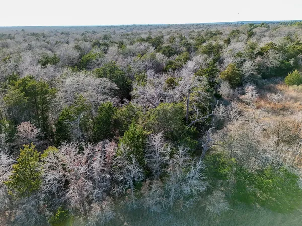 a view of a forest with trees in the background