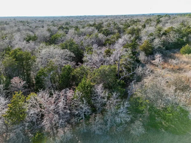 $100,000 | Lot 15 Antioch Road, Paige, TX 78659
