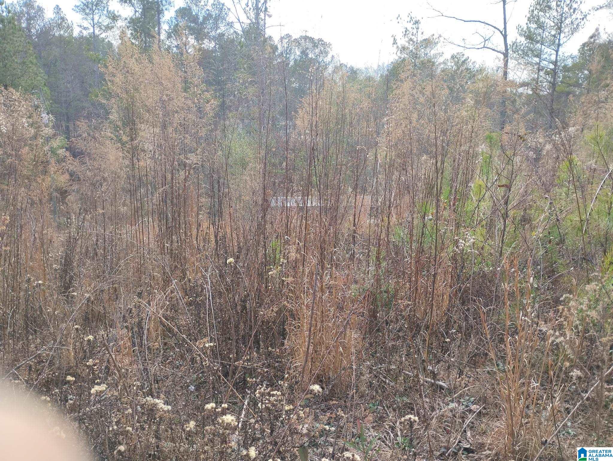 Foster Circle Lineville, AL 36266 - Photo 6 of 14