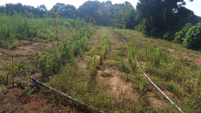 0 Co Road Hartford, AL 36344 - Photo 1 of 1