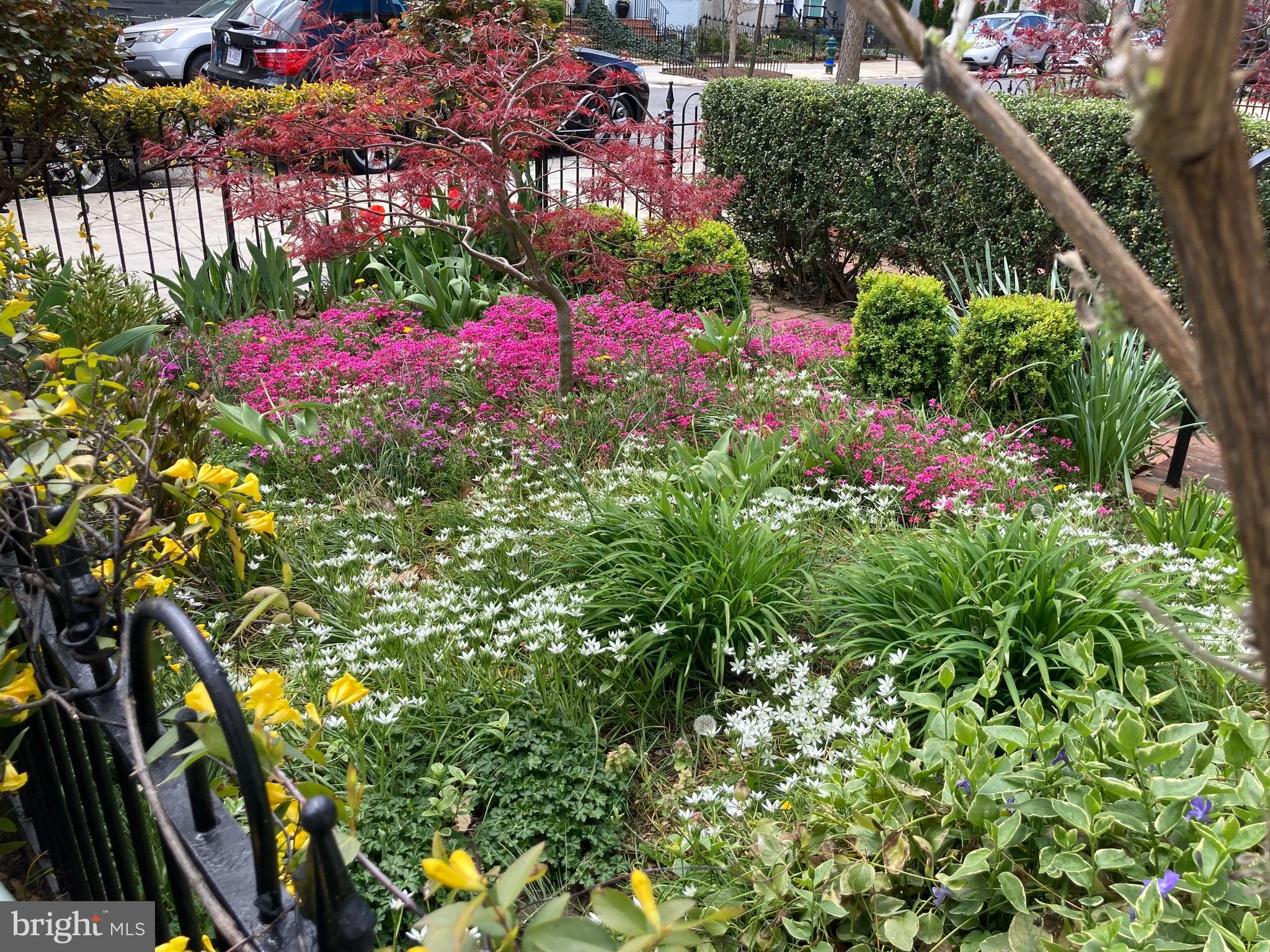 638 E Street Southeast Washington, DC 20003 - Photo 26 of 28 Front Garden in Spring
