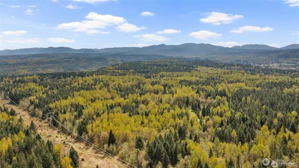 a view of a yard with lots of trees