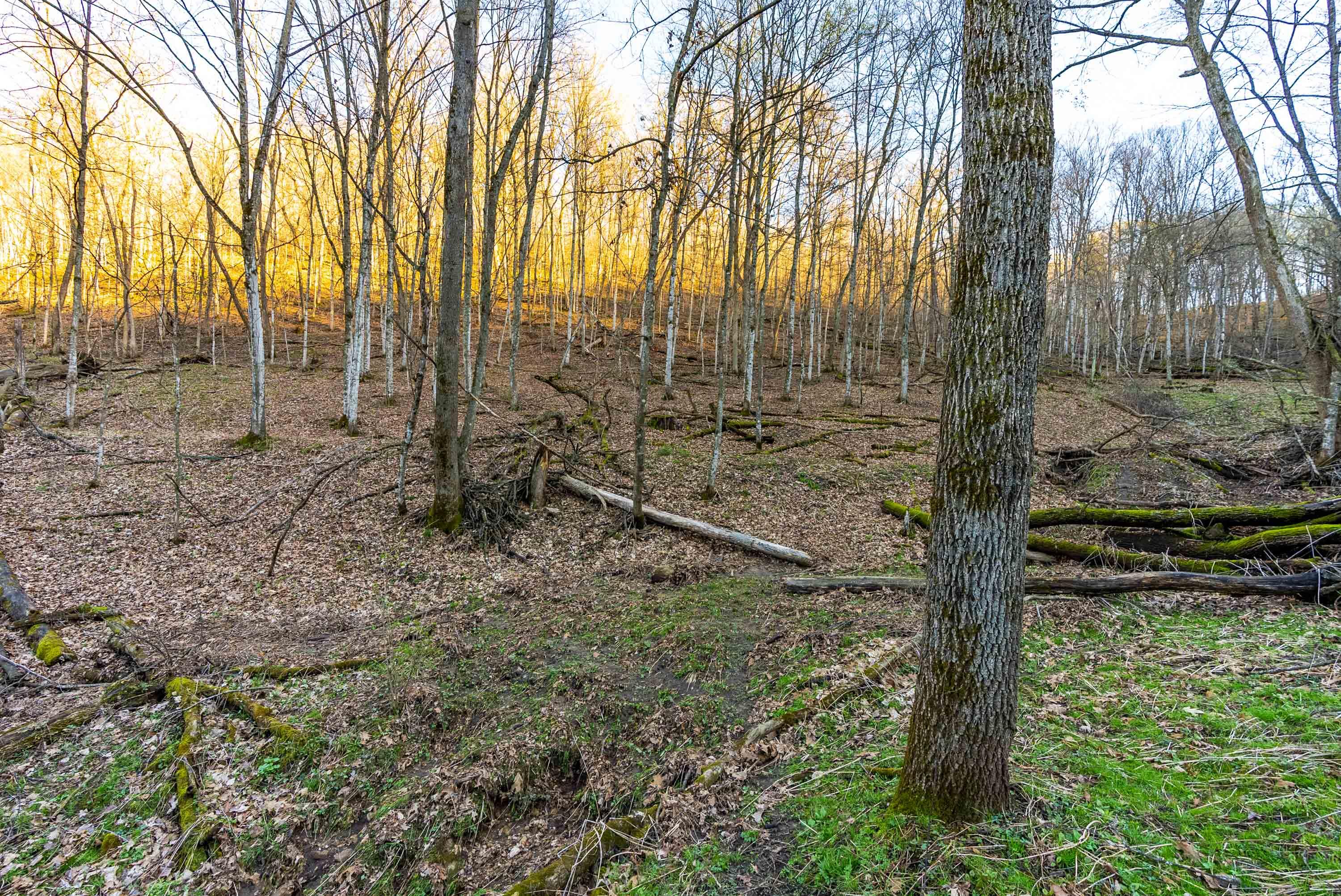 40009 County Road South Scott, WI 53518 - Photo 36 of 69 Crawford-County-WI-65-Acres-Land-For-Sal