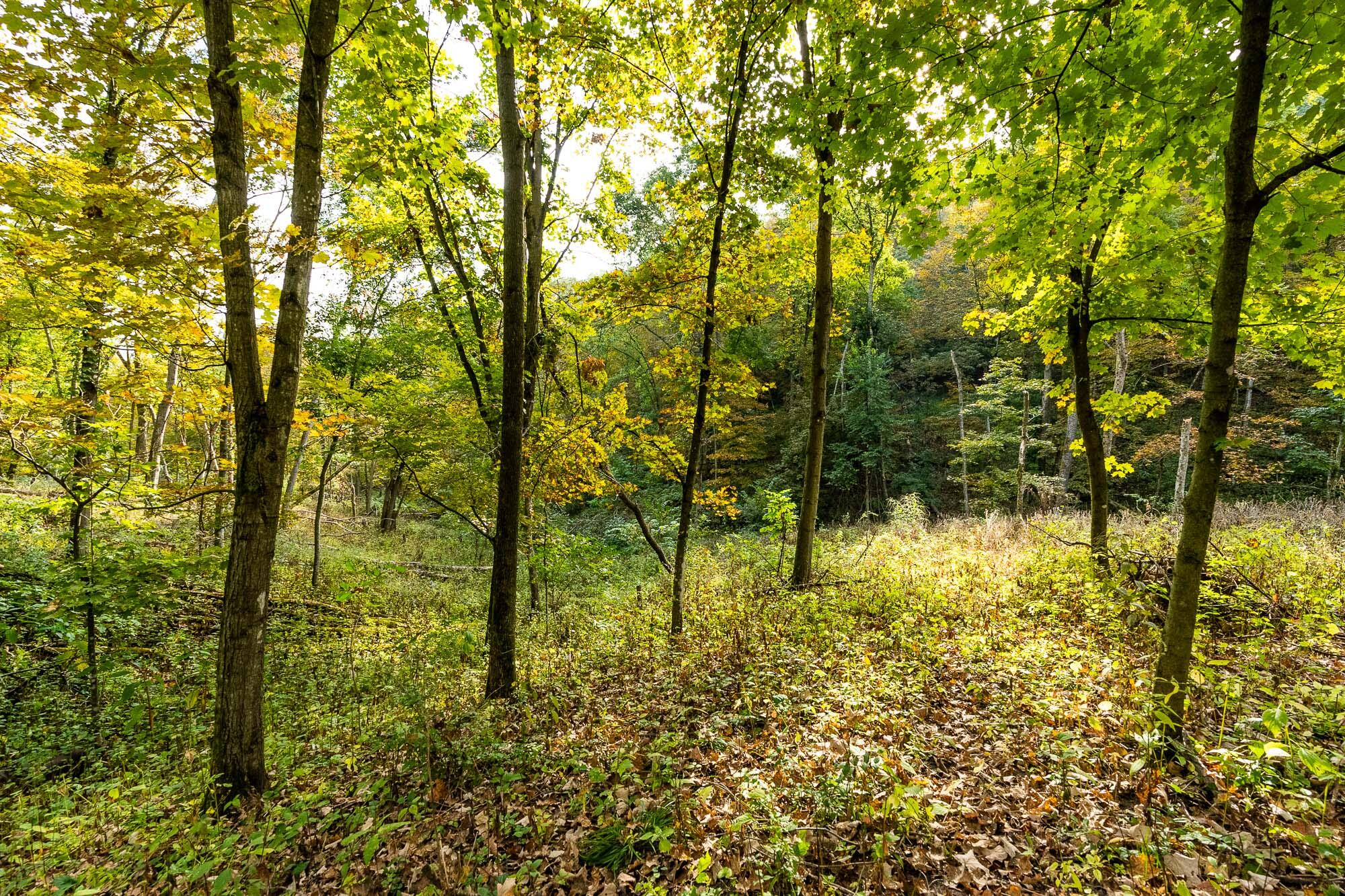 40009 County Road South Scott, WI 53518 - Photo 39 of 69 Crawford-County-WI-65-Acres-Land-For-Sal