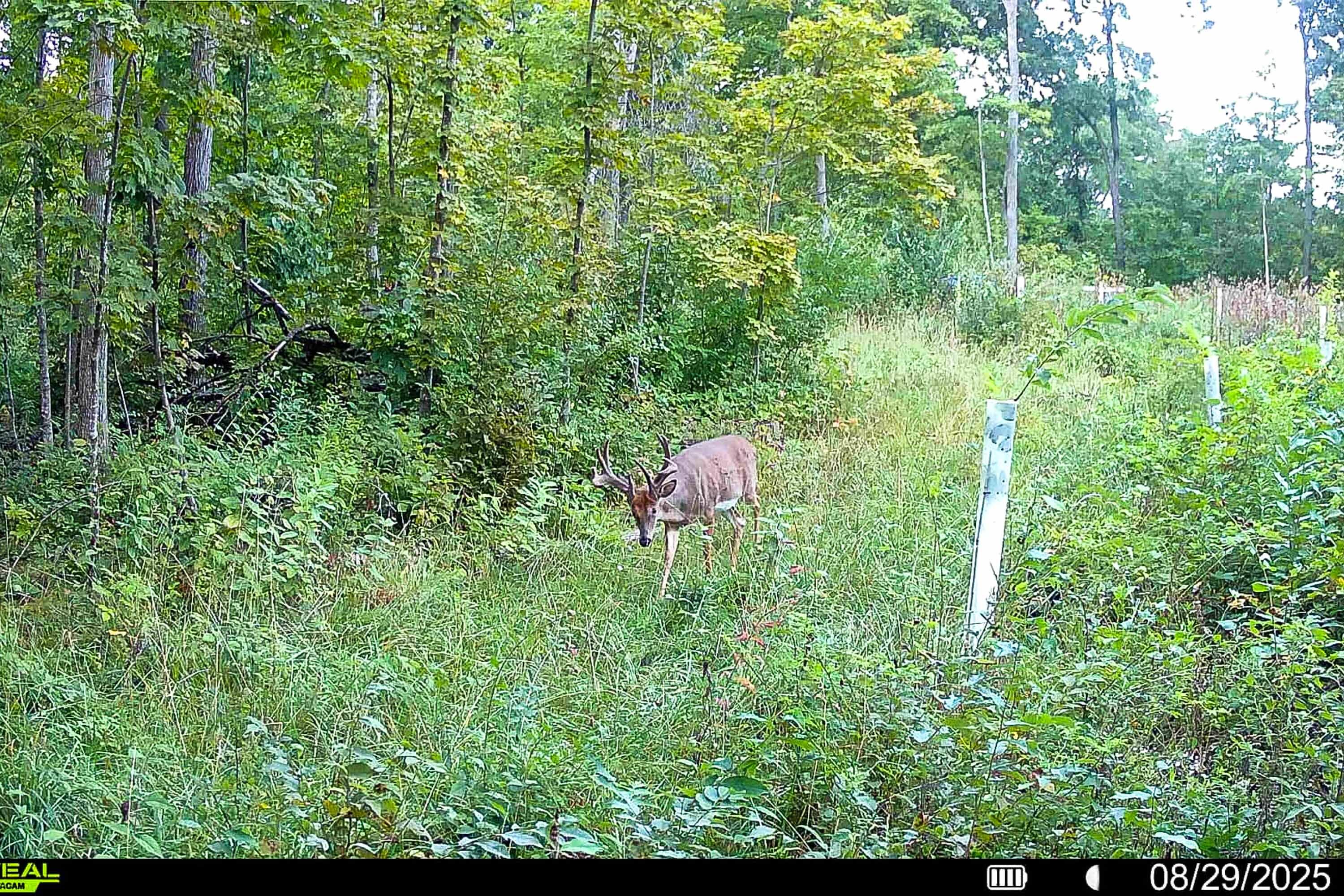 40009 County Road South Scott, WI 53518 - Photo 4 of 69 Crawford-County-WI-65-Acres-Land-For-Sal