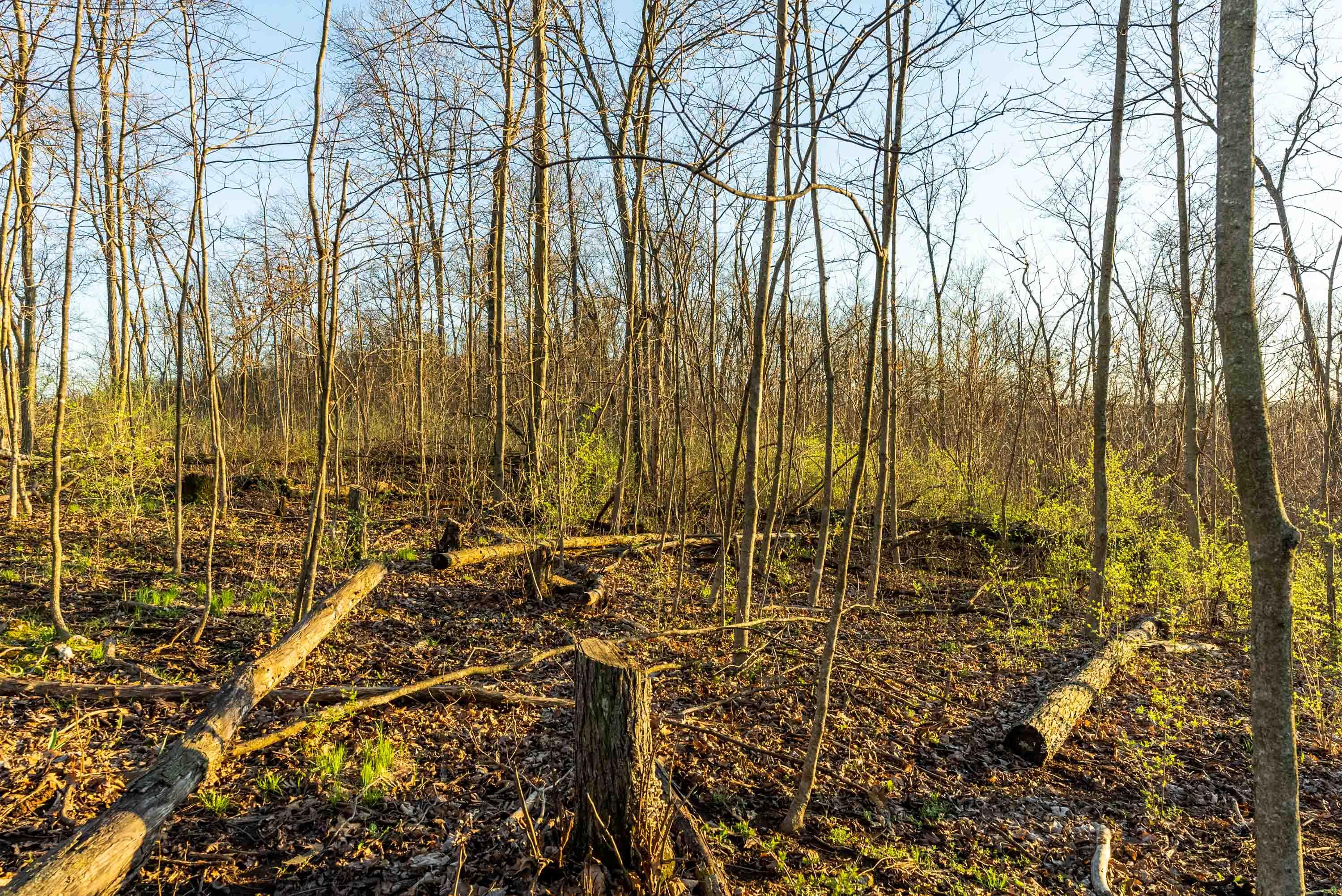 40009 County Road South Scott, WI 53518 - Photo 53 of 69 Crawford-County-WI-65-Acres-Land-For-Sal