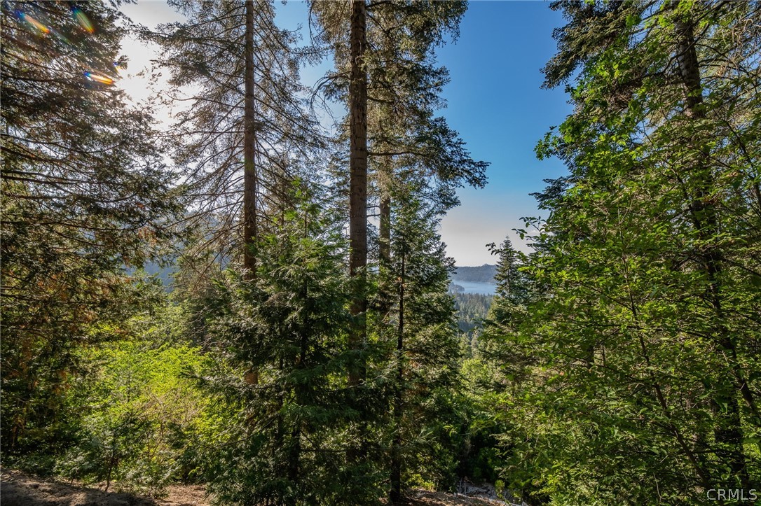716 Blue Ridge Drive Lake Arrowhead, CA 92385 - Photo 5 of 14 a view of a forest with a tree