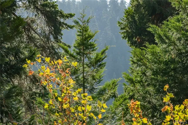 a plant that is in a garden