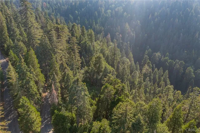 a close up of a plant in a garden