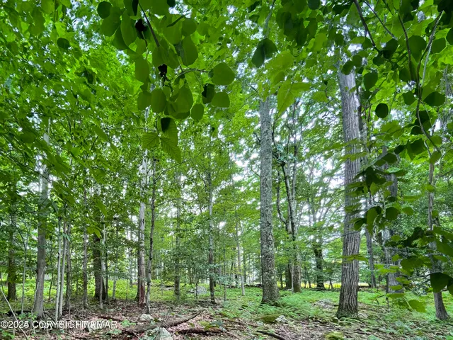 a backyard of a house with lots of trees
