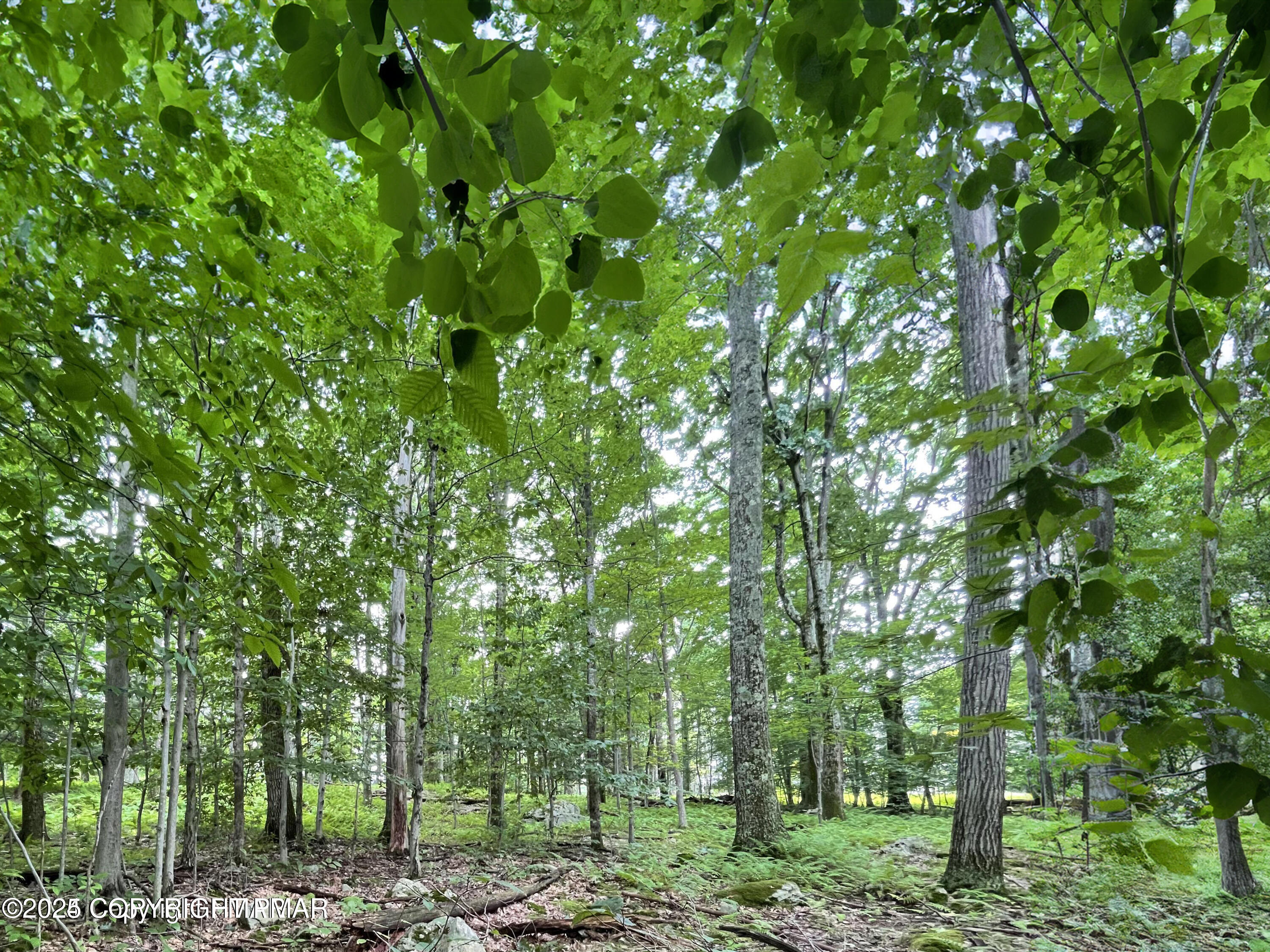 Skyline Drive Canadensis, PA 18325 - Photo 2 of 11 a backyard of a house with lots of trees