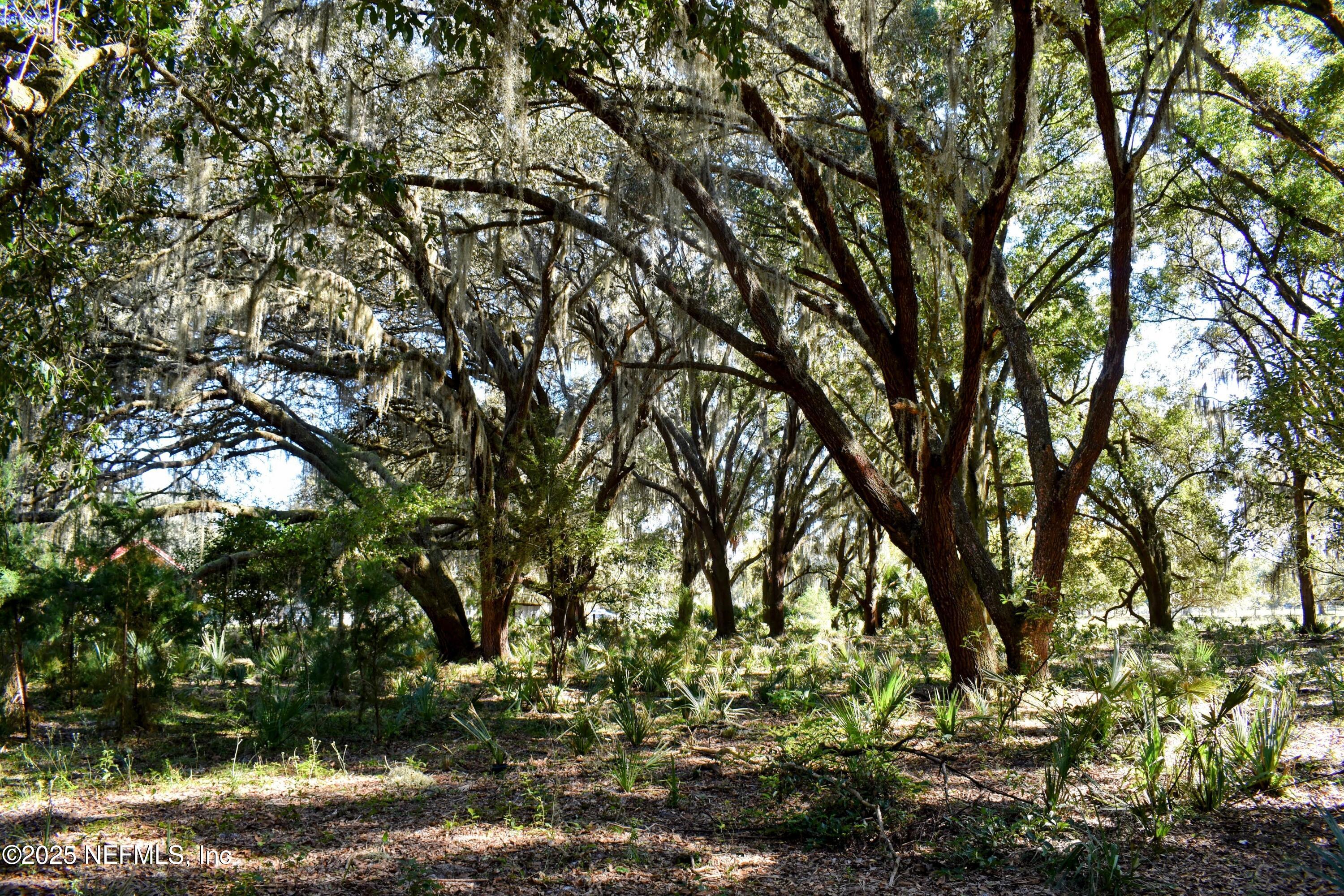 0 West Peniel Road Palatka, FL 32177 - Photo 30 of 40 a view of a tree