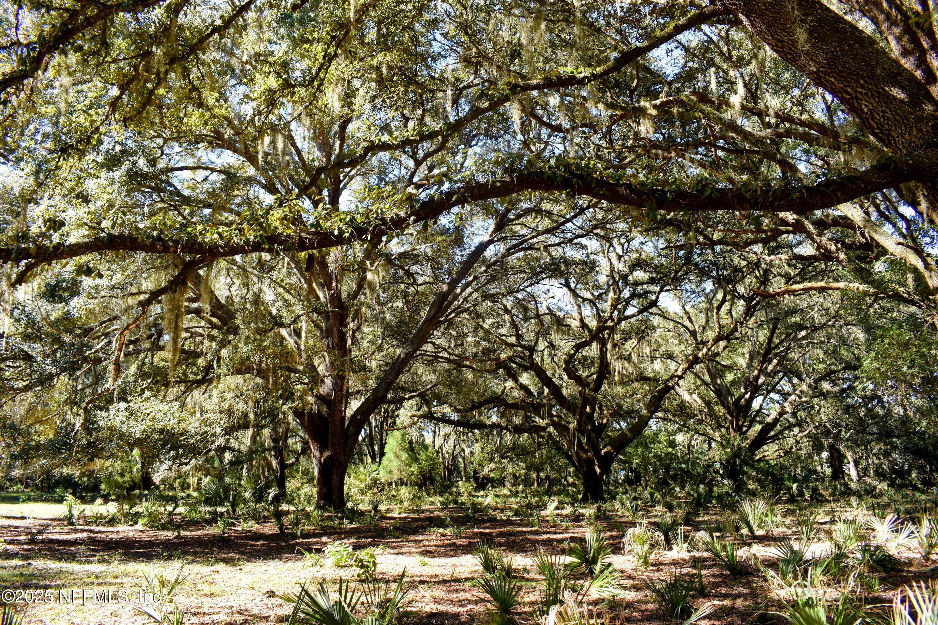 0 West Peniel Road Palatka, FL 32177 - Photo 33 of 40 a view of covered with large trees