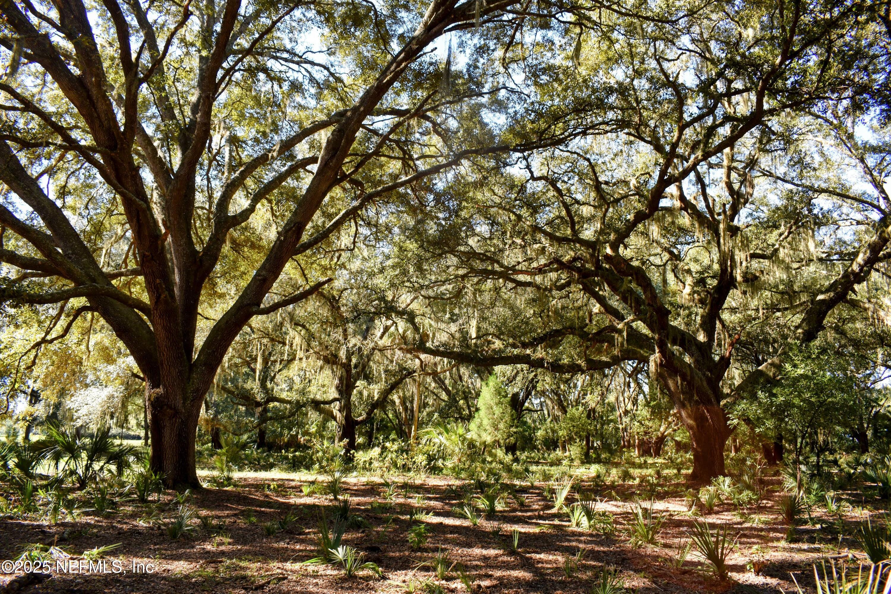 0 West Peniel Road Palatka, FL 32177 - Photo 34 of 40 a view of tree