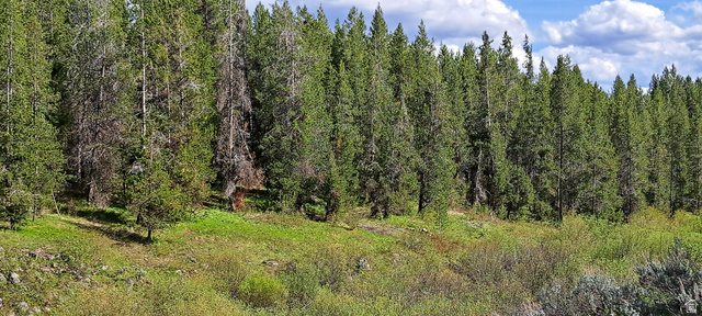 4376 Granite Ridge Ashton, ID 83420 - Photo 13 of 50
