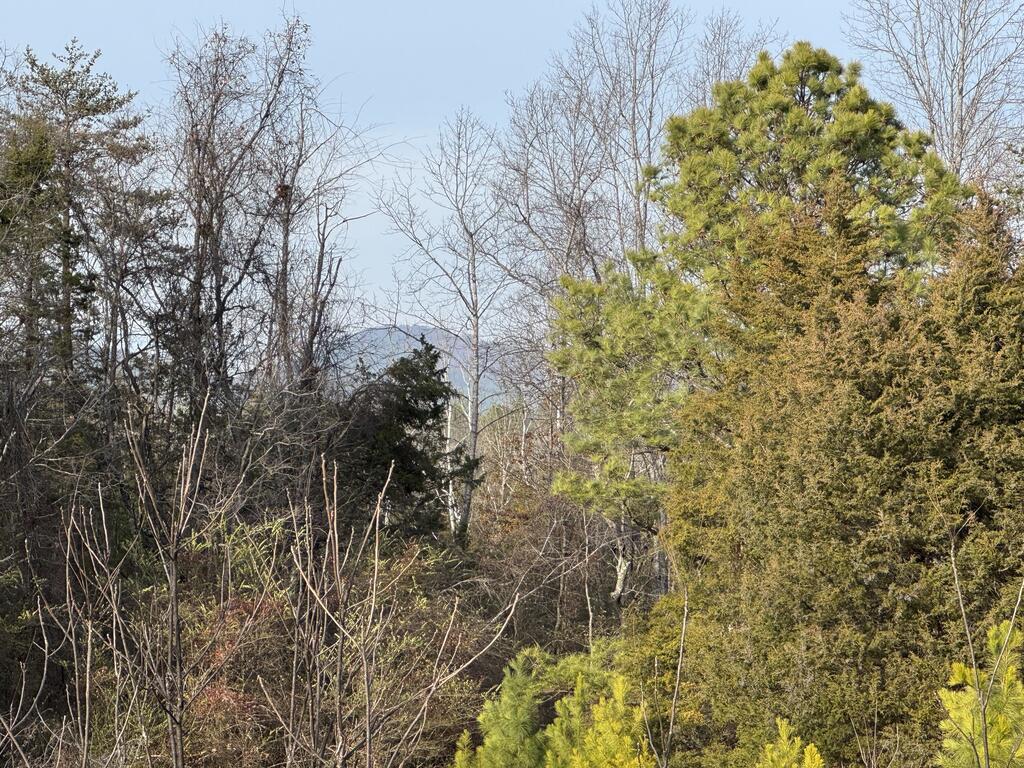Watt Abbitt Road Appomattox, VA 24522 - Photo 18 of 20 Gallery Image 18