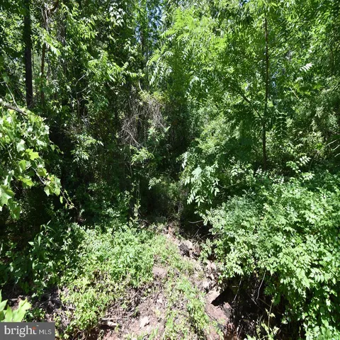 a view of a lush green forest