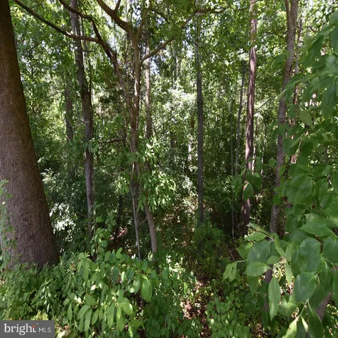 a view of a lush green forest