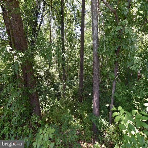 a view of a forest with trees