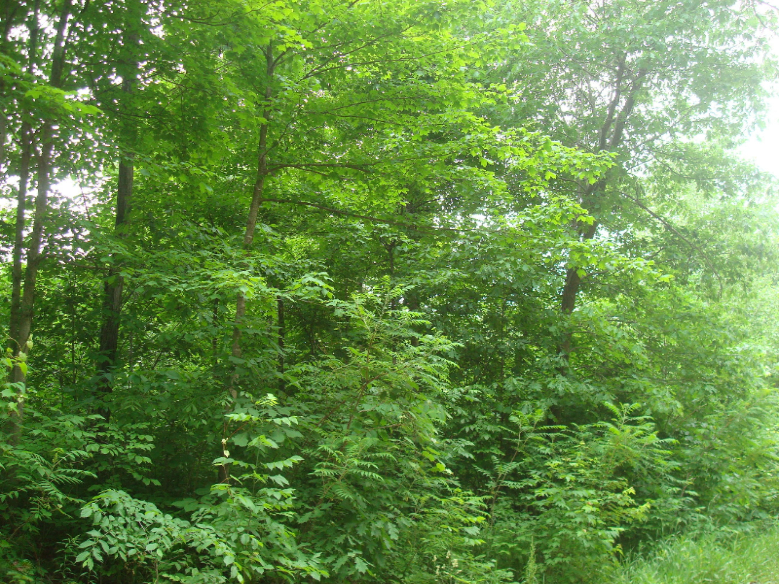 0 East Bear Road Osseo, MI 49266 - Photo 11 of 12 9091-23 (5)