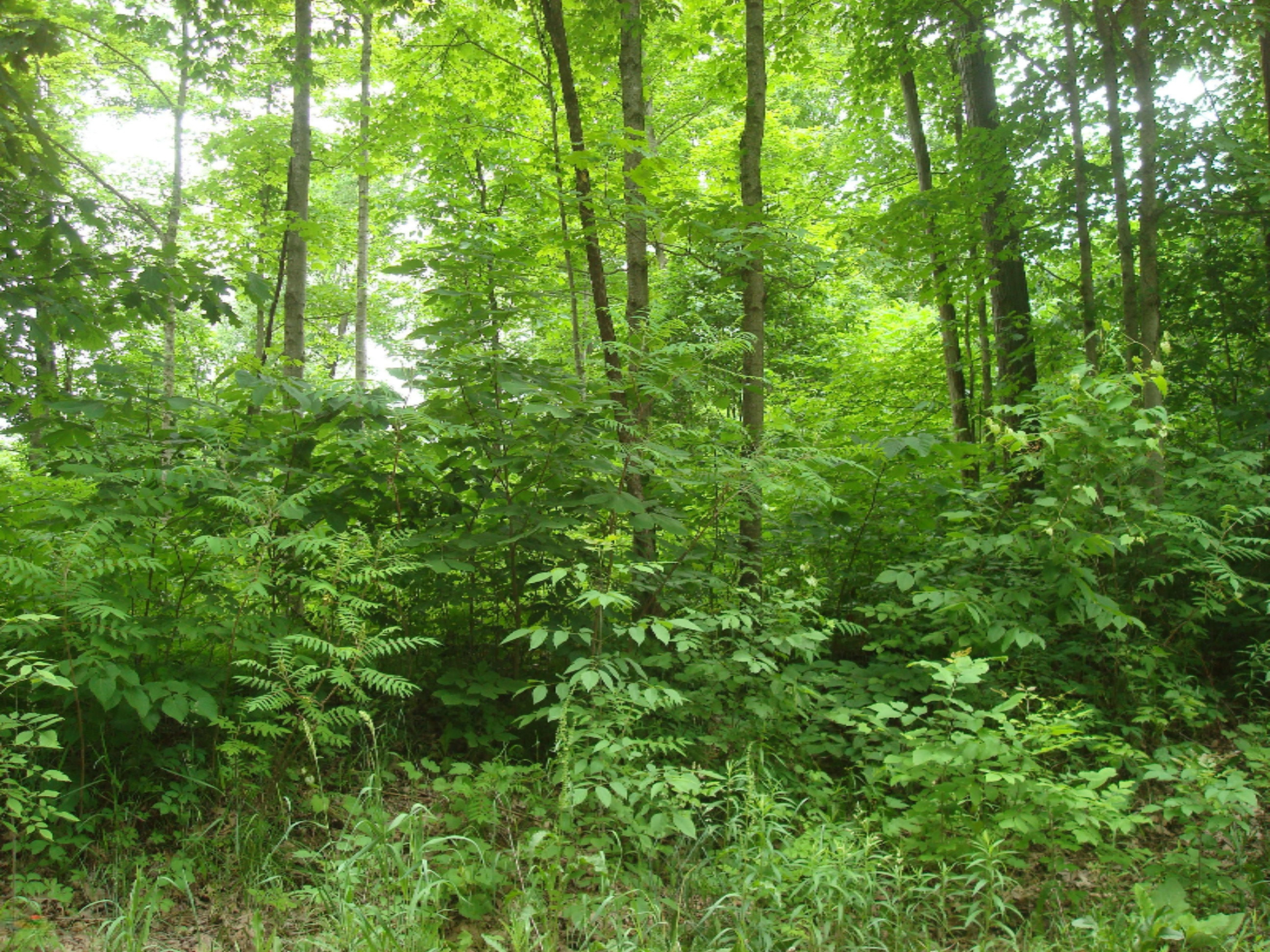 0 East Bear Road Osseo, MI 49266 - Photo 4 of 12 9091 (4)