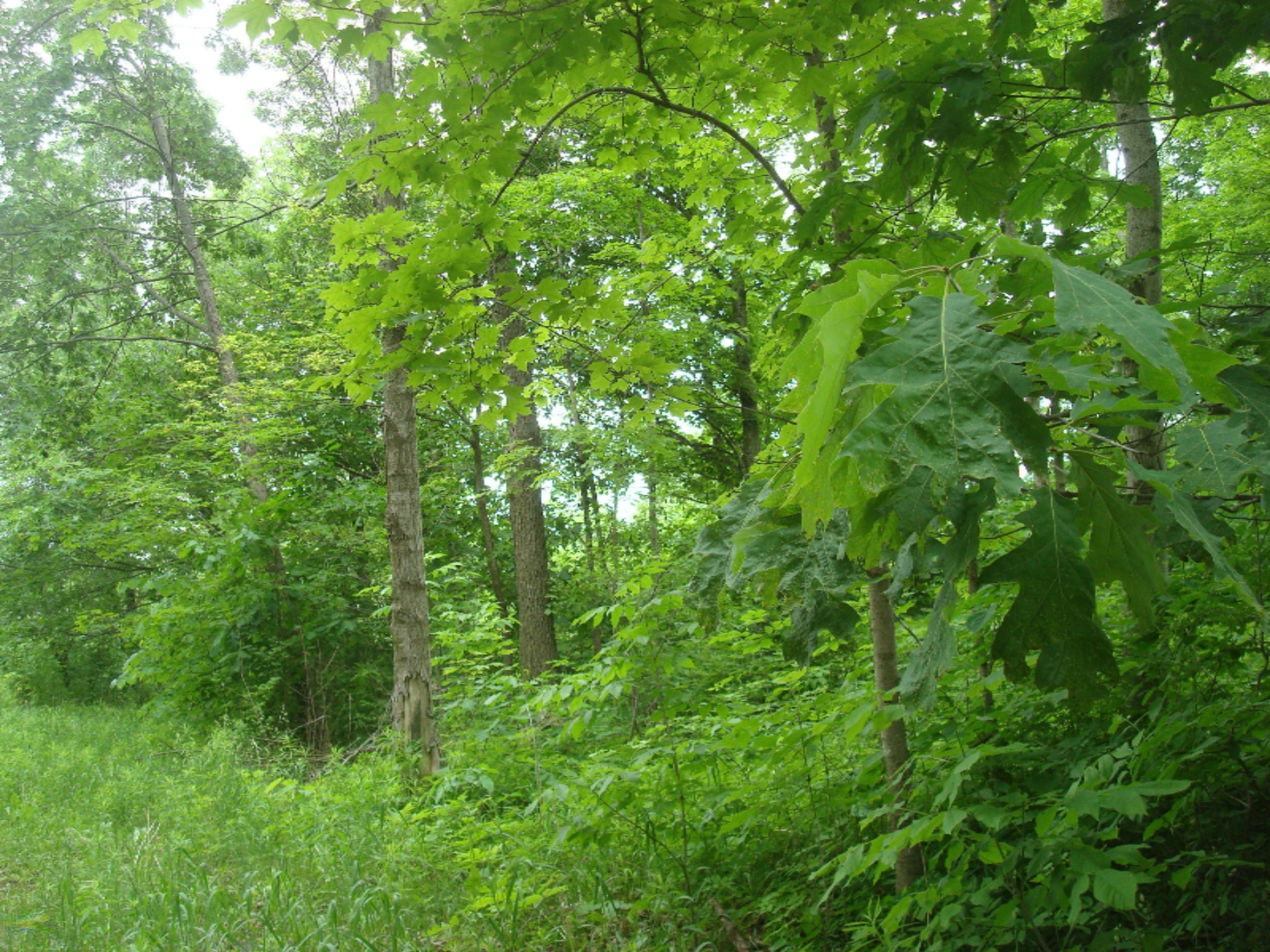 0 East Bear Road Osseo, MI 49266 - Photo 7 of 12 9091 (7)