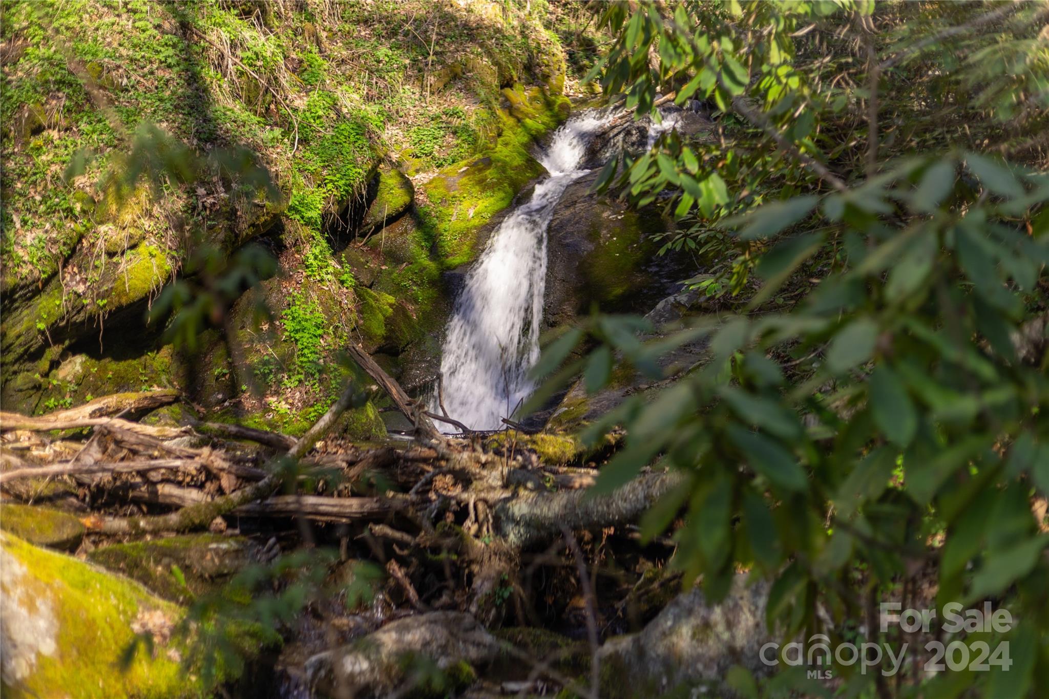 0 Buff Creek Road Sylva, NC 28779 - Photo 13 of 21 a picture of tree