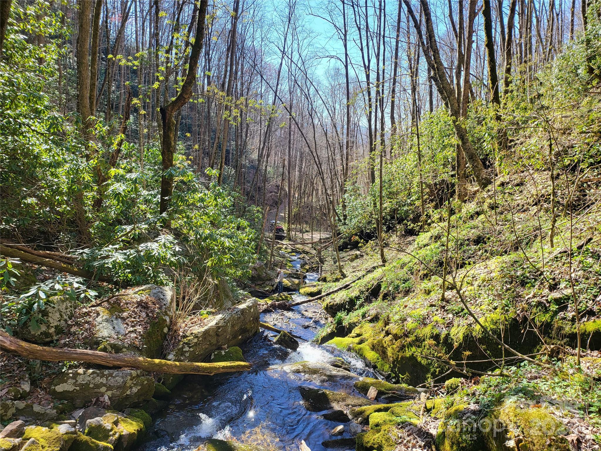 0 Buff Creek Road Sylva, NC 28779 - Photo 19 of 21 a view of a garden with plants