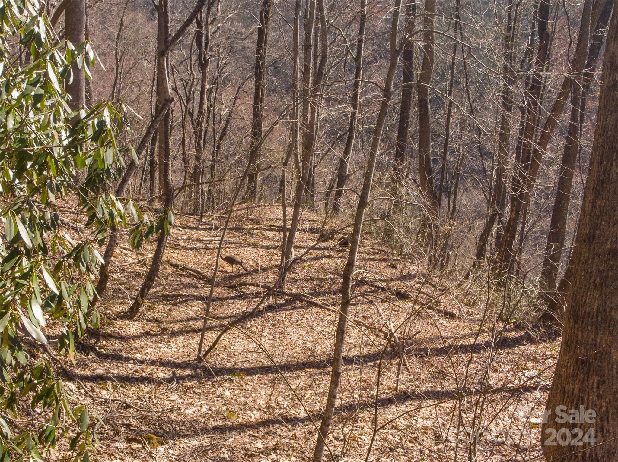0 Buff Creek Road Sylva, NC 28779 - Photo 9 of 21 a backyard of a house