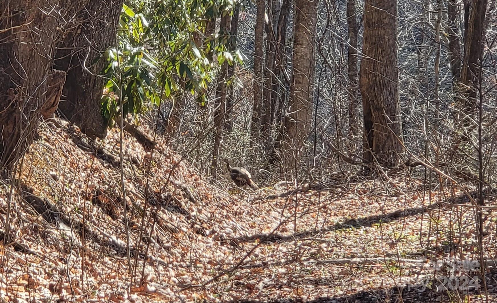 0 Buff Creek Road Sylva, NC 28779 - Photo 10 of 21 a view of a yard