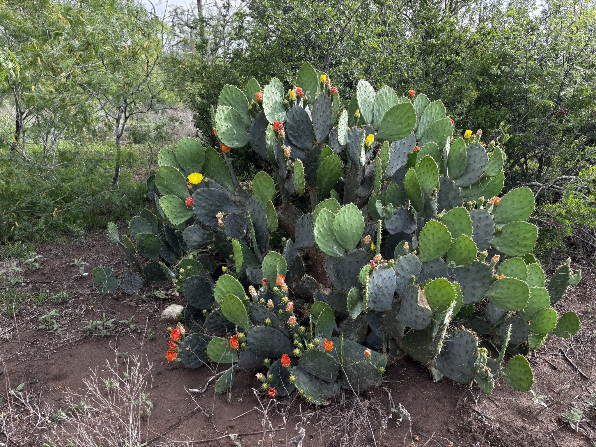 683 County Road 467 Elgin, TX 78621 - Photo 12 of 26 Dense prickly pear cactus featuring yellow and orange blooms